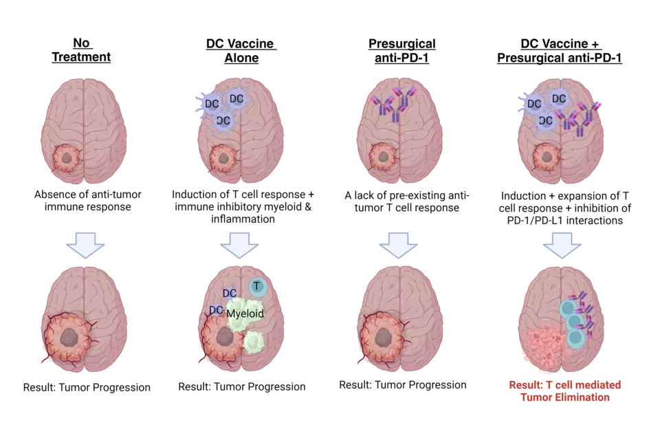 schematic of atl-dc + apd1 study design