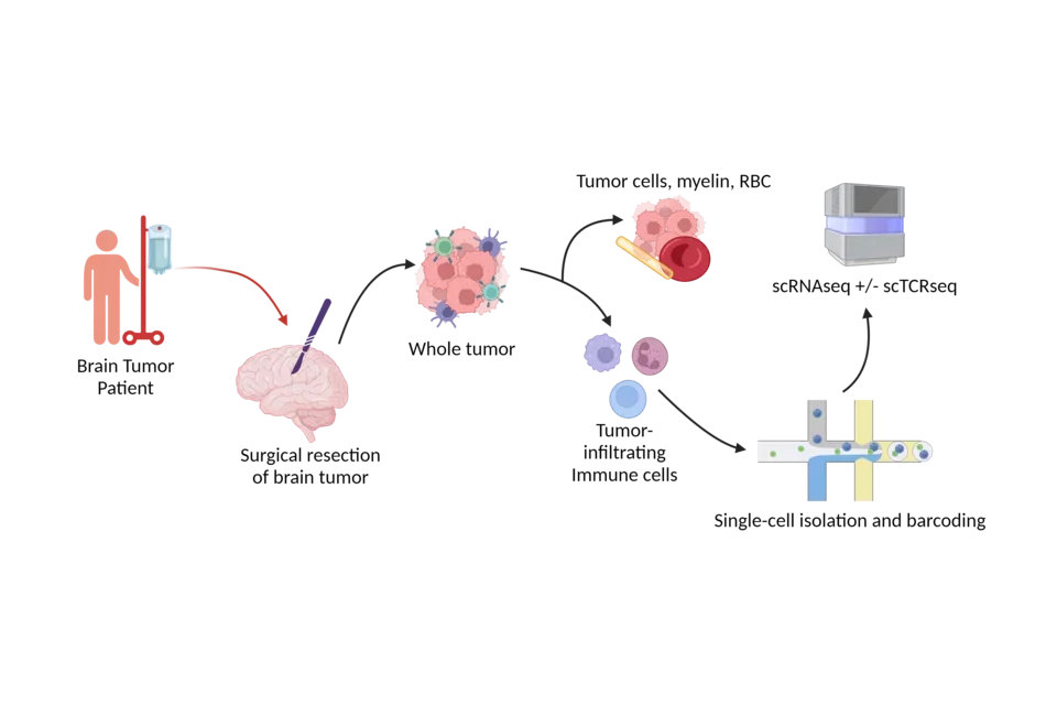 Characterizing the tumor-infiltrating immune populations in GBM and CNS Metastatic tumors using single-cell technologies