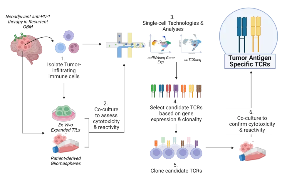 Leveraging single-cell technologies to find tumor-reactive TCRs in an antigen-agnostic manner
