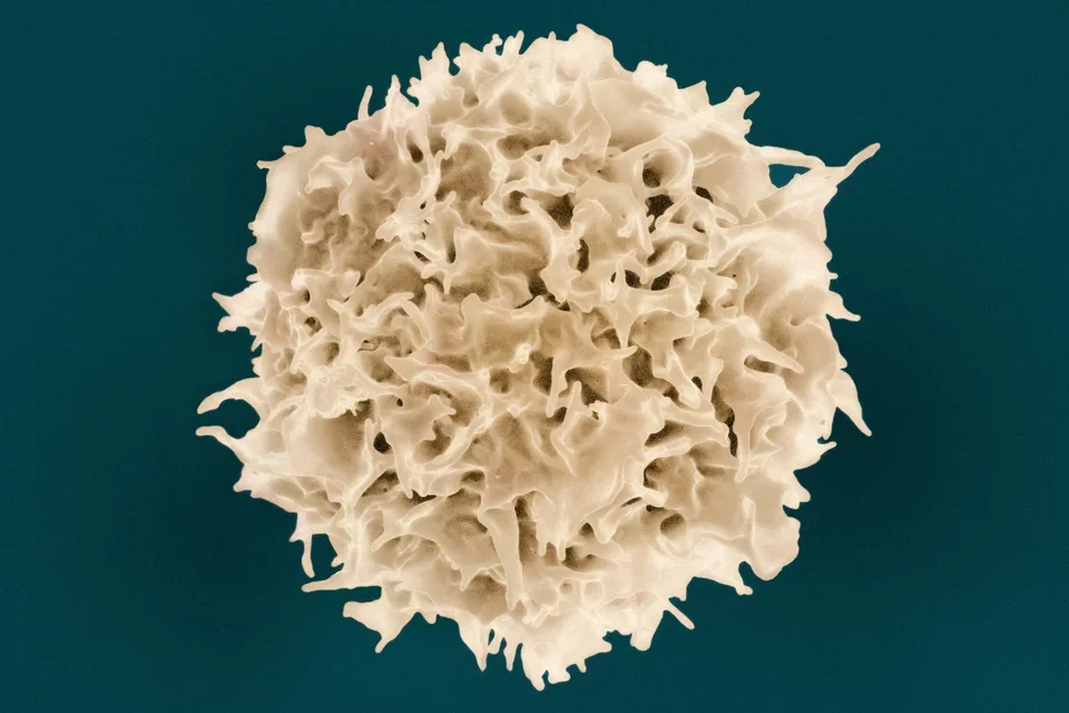 Computer generated model of a Lymphocyte