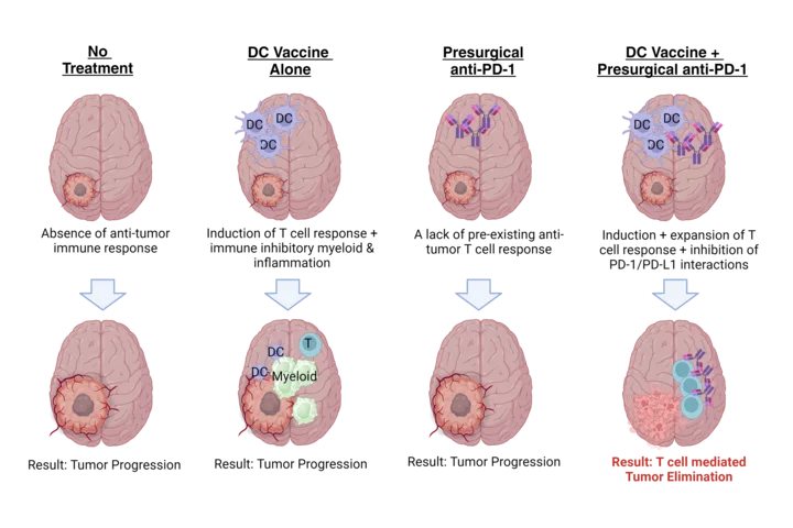 schematic of atl-dc + apd1 study design