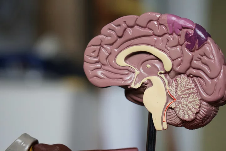 A Model of the brain